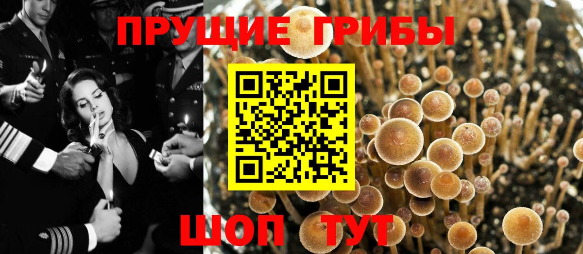 Гудермес  Псилоцибиновые грибы Cubensis  Вход с VPN 